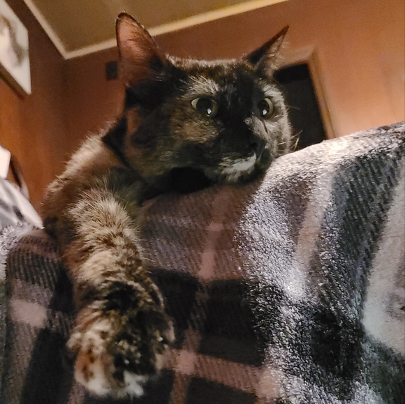 🐾LIVE/SILENT SHOW LISTING 🐾🐾🐾🐾 - Picture 8 of 16